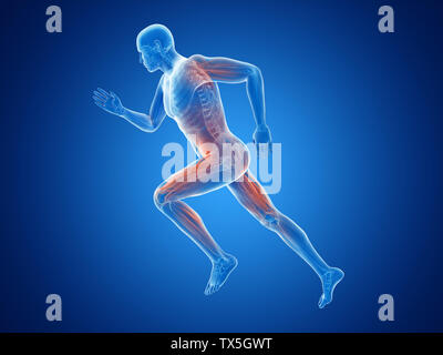 3d rendered illustration of a joggers muscles Stock Photo