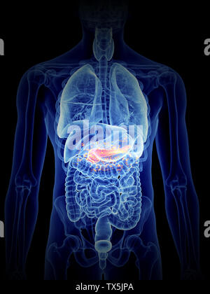 3d rendered, medically accurate illustration of pancreas producing hormones Stock Photo