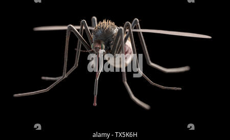 3d rendered illustration of a mosquito Stock Photo