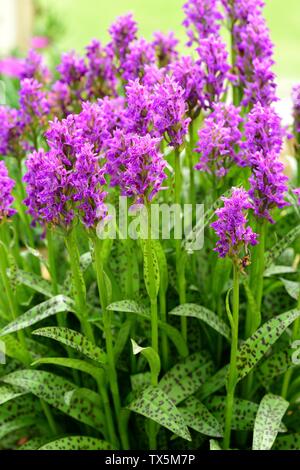 A cluster of Common Spotted Orchids in flower. Stock Photo