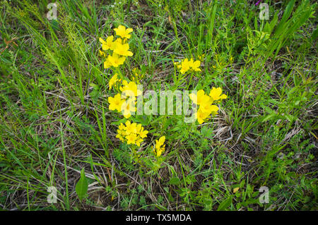 Linum flavum, the golden flax, yellow flax in the National Nature Reserve Zahrady pod Hajem in the White Carpathians, Zlin Region, Czech Republic, Jun Stock Photo