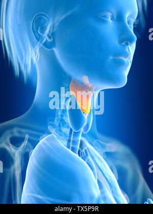 3d rendered medically accurate illustration of a females larynx Stock Photo