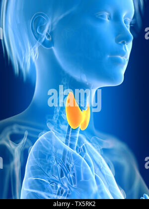 3d rendered medically accurate illustration of a females thyroid gland Stock Photo