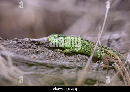Green gray lizard sitting on a trunk of a tree Stock Photo