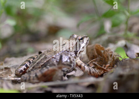 Very tiny frog sitting on the moss ground Stock Photo - Alamy