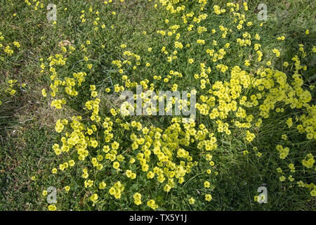 Yellow clover flowers Oxalis stricta, the common yellow woodsorrel, common yellow oxalis, upright yellow-sorrel, lemon clover, sourgrass or pickle pla Stock Photo