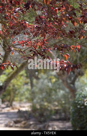 Coast coral tree Erythrina caffra with warm red to scarlet-coloured flowers Stock Photo