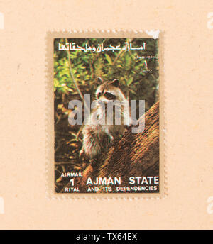 UNITED ARAB EMIRATES - CIRCA 1980: A stamp printed in the UAE shows a raccoon, circa 1980 Stock Photo