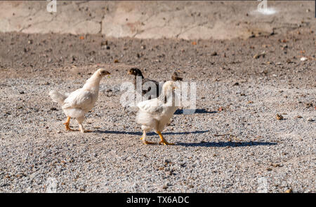 Young chickens roaming on the grand in a rural garden in the countryside. Stock Photo