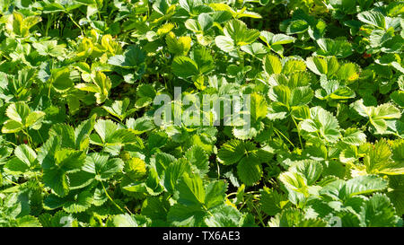 Green strawberry leaves texture (background) Stock Photo