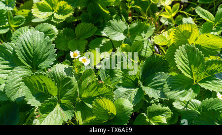 Green strawberry leaves with two blooming flowers texture (background) - Image Stock Photo