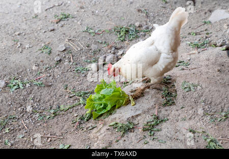 White chicken standing and eating green foliage on the grand in a rural garden in the countryside. Stock Photo