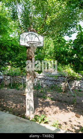 Basketball hoop hung on (attached) a green tree trunk Stock Photo
