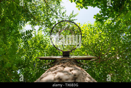 Basketball hoop hung on (attached) a green tree trunk, from below, bottom view Stock Photo