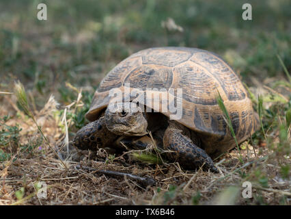 A wild tortoise roaming freely in Central Turkey Stock Photo