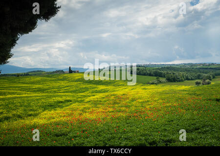 Tuscan landscape with poppies in the area surrounding the village of Pienza Stock Photo