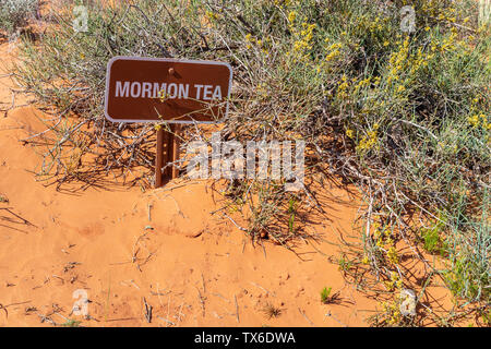 Desert mormon tea. Plant and sign against blur red sand background. Trail path signage Monument Valley Navajo Tribal Park, USA Stock Photo