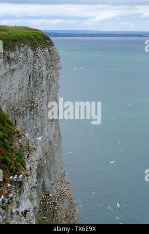 Bempton Cliffs North Yorkshire UK Stock Photo