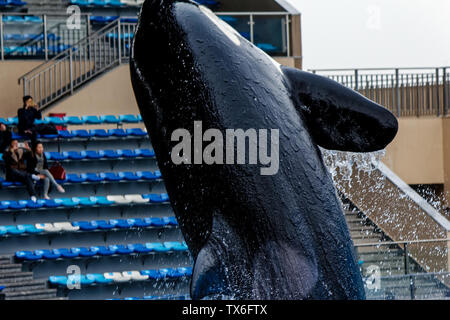 Haichang Ocean Park orca performance in Shanghai Stock Photo