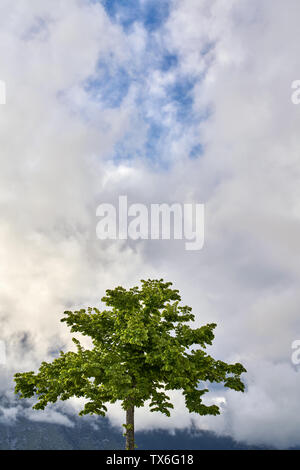 Lonely green tree with lush foliage on the clouds background. Sunlight falls on it from the side. Vertical. Stock Photo