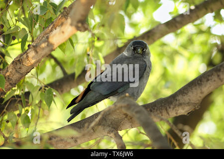 Young Western jackdaw (Corvus monedula) sitting on a branch of a European nettle tree (Celtis australis) and looking curiously to the camera Stock Photo