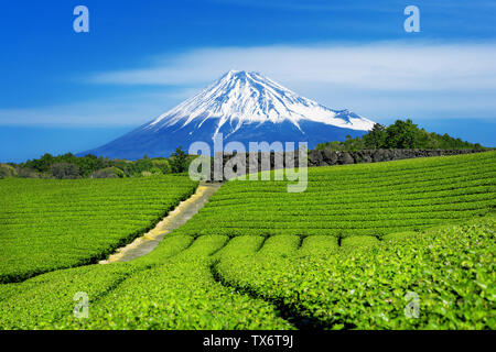 Fuji mountains and green tea plantation in Shizuoka, Japan.