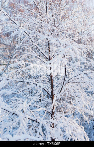 Snow-covered branches - Scotland, UK. Stock Photo