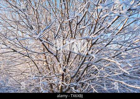 Snow-covered branches - Scotland, UK. Stock Photo