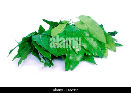 Neem leaves are used in agriculture to help eliminate insects. Stock Photo
