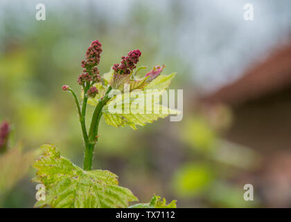 Small fresh green leaves of grapevine. Close-up of flowering grape vines, grapes bloom during day. Grape seedlings on a vine, small flower buds before Stock Photo