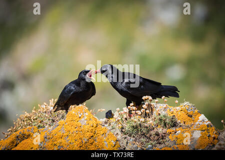 Adult Cornish Chough feeding one of its young Stock Photo