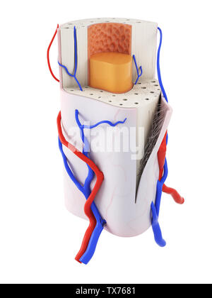 3d Section of bone with osteoporosis,anatomy bone Stock Photo - Alamy