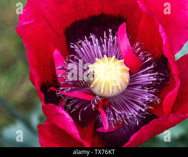 A Small Hoverfly Feeding on Pollen on an Opium Poppy in a Garden in Cheshire England United Kingdom UK Stock Photo