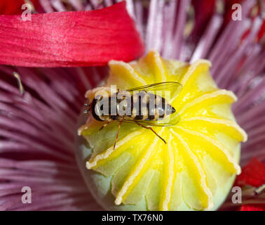 A Small Hoverfly Feeding on Pollen on an Opium Poppy in a Garden in Cheshire England United Kingdom UK Stock Photo