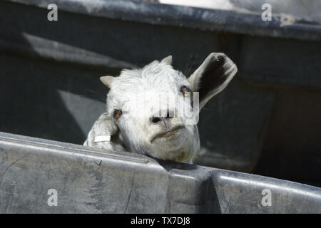 Young white goat resting in dry water trough looking out at world Stock Photo