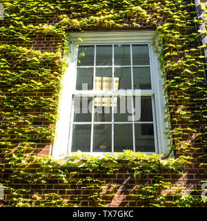 Ivy vines surround a white window frame on a brick building Stock Photo