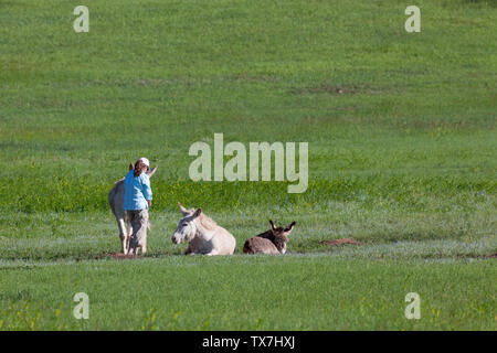 An unidentified woman interacts with feral donkeys that are relaxing on the prairie grass at Custer State Park, South Dakota. Stock Photo