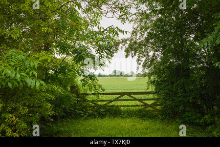 Wheat field on foggy morning as viewed from closed farm gate flanked by tall trees with green leaves in summer, Beverley, Yorkshire, UK. Stock Photo