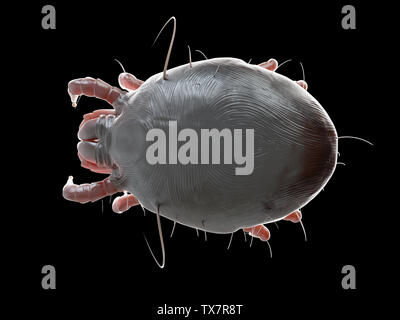 3d rendered medically accurate illustration of a dust mite Stock Photo