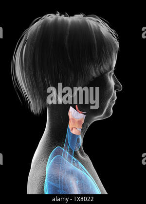 3d rendered medically accurate illustration of an elder females larynx Stock Photo