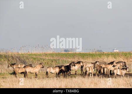 Herd of Konik horses Stock Photo