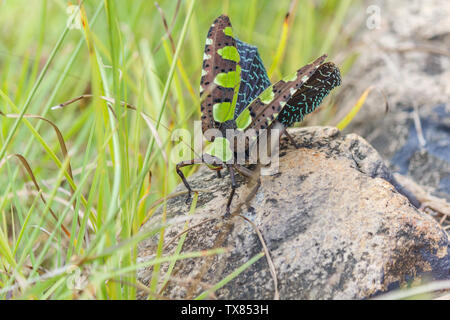 Beautiful Green and brown butterfly sitting on rock Wildlife scene from jungle Stock Photo