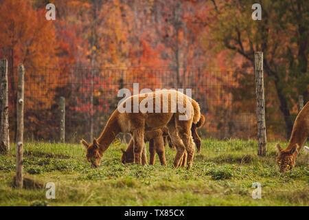 Group of llamas grazing the grass behind a fence in a field Stock Photo