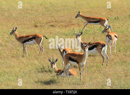 Thomson's gazelle (Eudorcas thomsonii), Masai Mara, Kenya Stock Photo ...