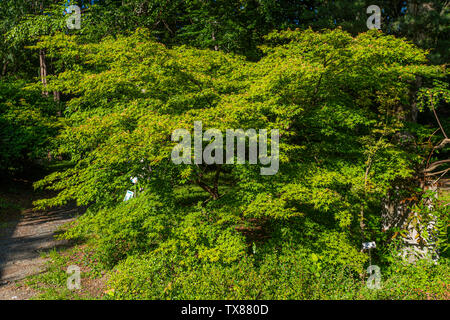 Italy Piedmont Turin Valentino botanical garden -  Tree Grove - aceraceae - Acer Palmatum ' Osakazuki ' - Japanese Maple Stock Photo