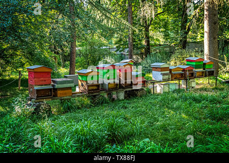 Italy Piedmont Turin Valentino botanical garden -  Tree Grove -beehives Stock Photo