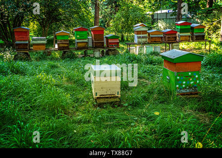 Italy Piedmont Turin Valentino botanical garden -  Tree Grove -beehives Stock Photo