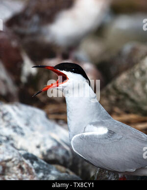 Adult common tern (Sterna hirundo), half-length portrait in nesting colony, calling male Stock Photo