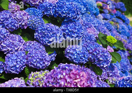 Close up of blue and purple blooming hortensia flowers - Netherlands, Venlo Stock Photo