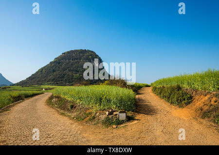 A fork in the rapeseed field. Stock Photo